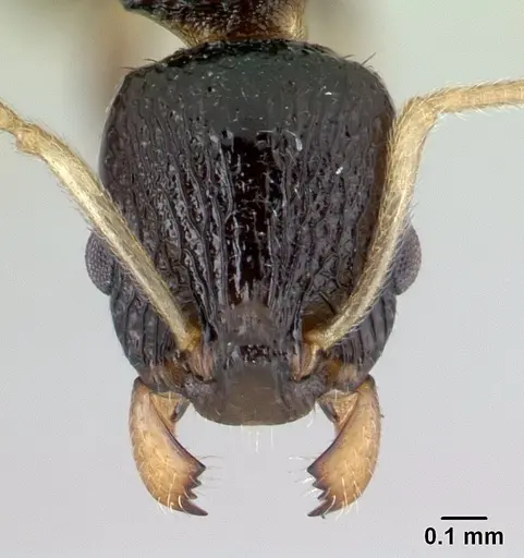 Nesomyrmex modestus - CASENT0179501