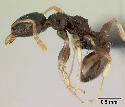 Nesomyrmex modestus - CASENT0179501