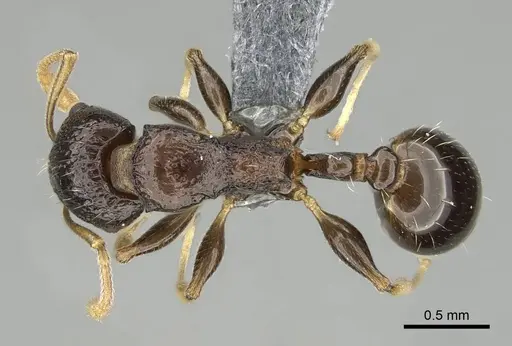 Nesomyrmex modestus - CASENT0393175