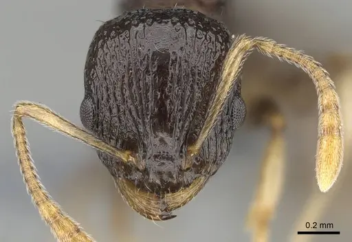 Nesomyrmex modestus - CASENT0393175