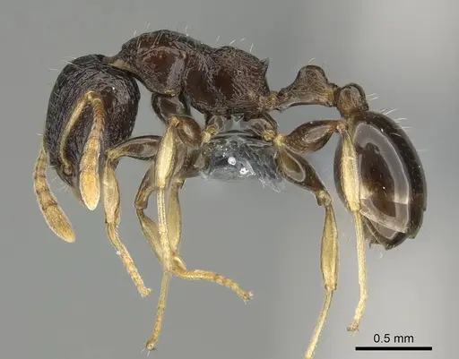 Nesomyrmex modestus - CASENT0393175