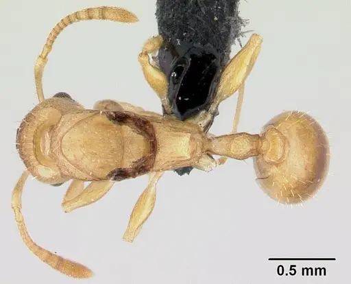 Nesomyrmex nitidus specimen