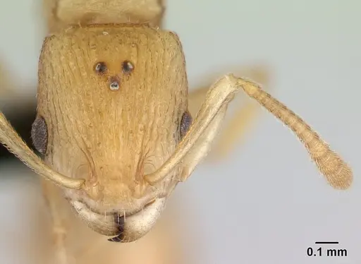 Nesomyrmex nitidus specimen