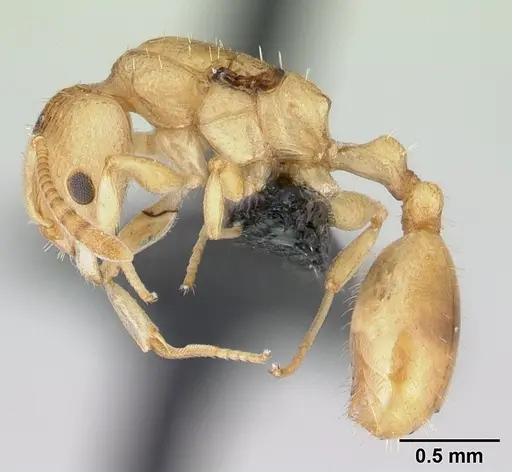 Nesomyrmex nitidus specimen