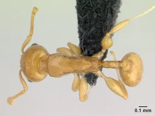 Nesomyrmex nitidus - CASENT0132521