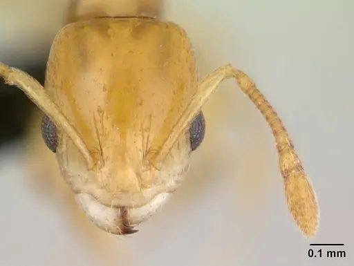 Nesomyrmex nitidus - CASENT0132521