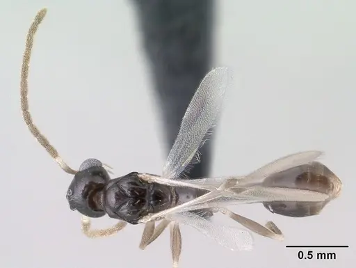 Nesomyrmex nitidus - CASENT0148204