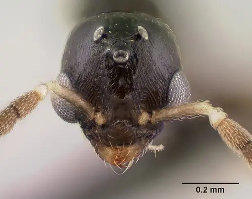 Nesomyrmex nitidus - CASENT0148204