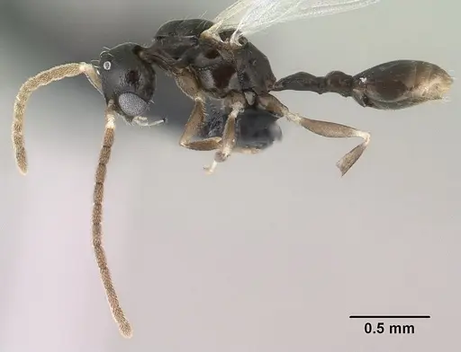 Nesomyrmex nitidus - CASENT0148204