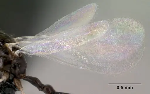 Nesomyrmex nitidus - CASENT0148204