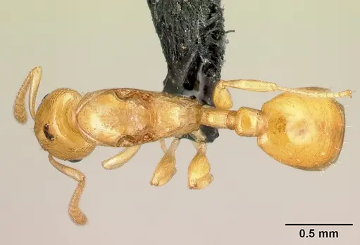Nesomyrmex nitidus - CASENT0151898