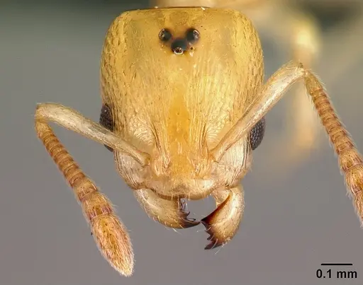 Nesomyrmex nitidus - CASENT0151898