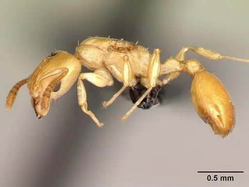 Nesomyrmex nitidus - CASENT0151898