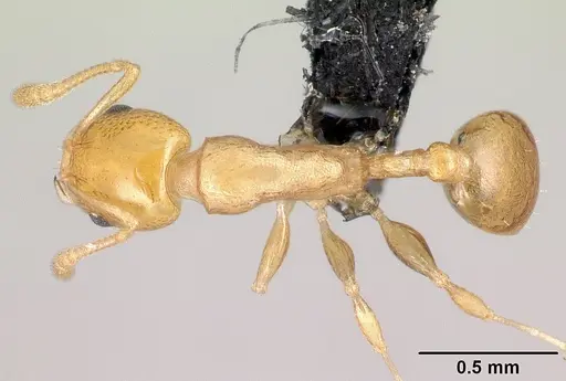 Nesomyrmex nitidus - CASENT0151914