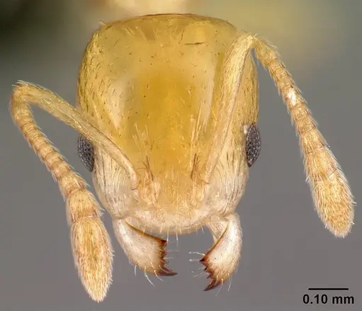 Nesomyrmex nitidus - CASENT0151914