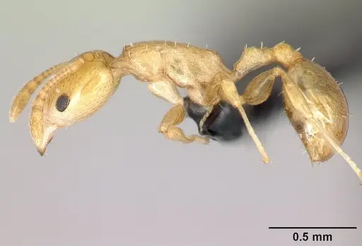 Nesomyrmex nitidus - CASENT0151914