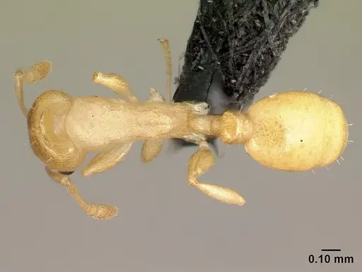 Nesomyrmex nitidus - CASENT0152470