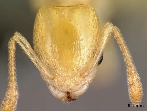 Nesomyrmex nitidus - CASENT0152470