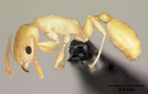 Nesomyrmex nitidus - CASENT0152470