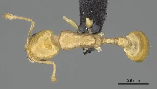 Nesomyrmex nitidus - CASENT0163151