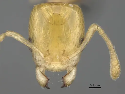 Nesomyrmex nitidus - CASENT0163151