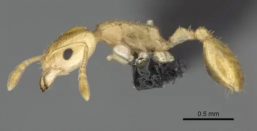 Nesomyrmex nitidus - CASENT0163151