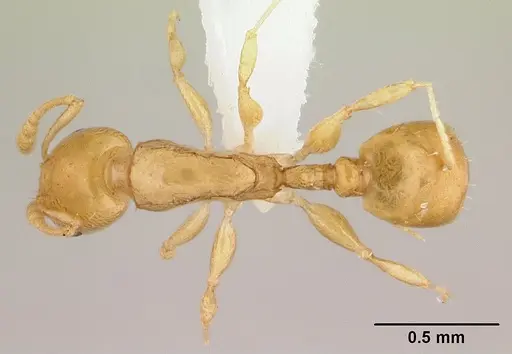 Nesomyrmex nitidus - CASENT0422630