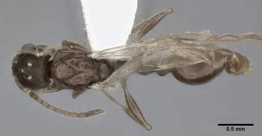 Nesomyrmex pittieri specimen