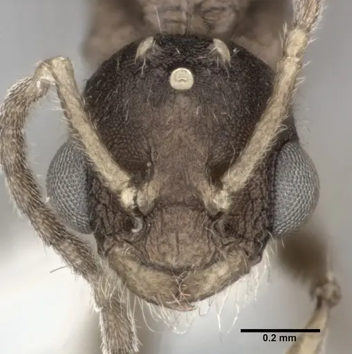 Nesomyrmex pittieri specimen