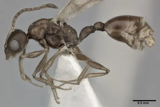 Nesomyrmex pittieri specimen