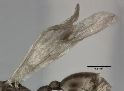 Nesomyrmex pittieri - CASENT0246053