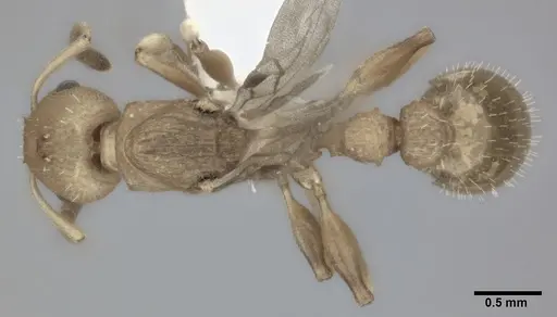 Nesomyrmex pittieri - CASENT0246054