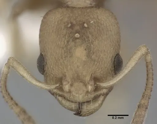 Nesomyrmex pittieri - CASENT0246054