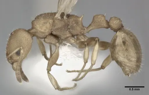 Nesomyrmex pittieri - CASENT0246054