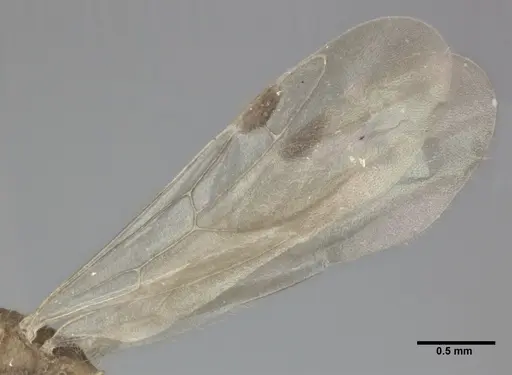 Nesomyrmex pittieri - CASENT0246054