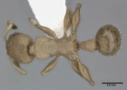 Nesomyrmex pittieri - CASENT0246055