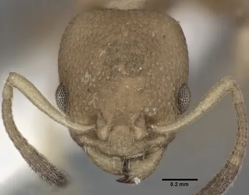 Nesomyrmex pittieri - CASENT0246055