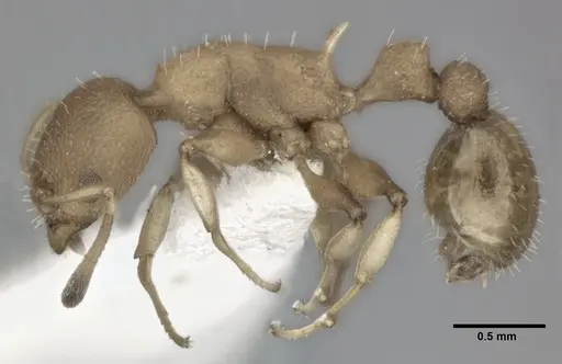 Nesomyrmex pittieri - CASENT0246055