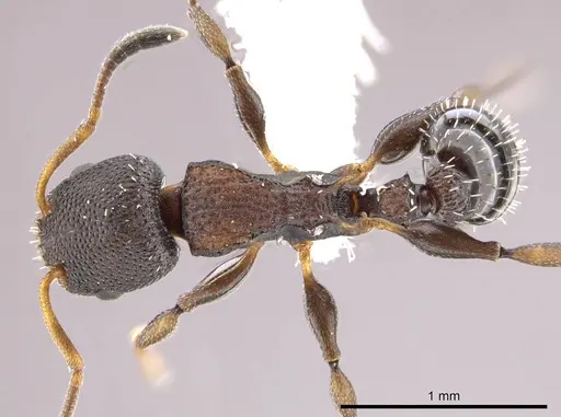 Nesomyrmex pittieri - CASENT0612277