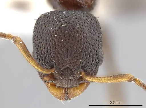 Nesomyrmex pittieri - CASENT0612277