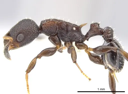 Nesomyrmex pittieri - CASENT0612277