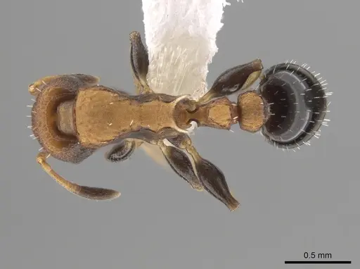 Nesomyrmex pittieri - CASENT0637849