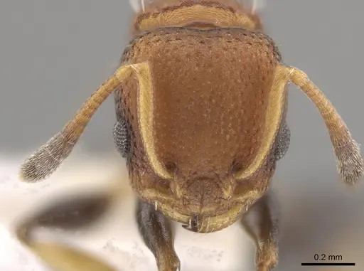 Nesomyrmex pittieri - CASENT0637849