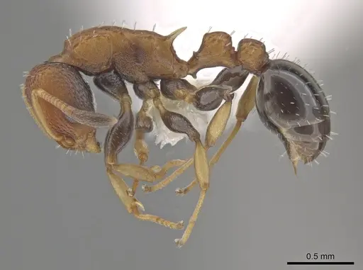 Nesomyrmex pittieri - CASENT0637849