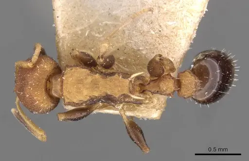 Nesomyrmex pittieri - CASENT0908997