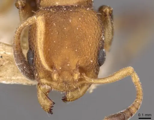 Nesomyrmex pittieri - CASENT0908997