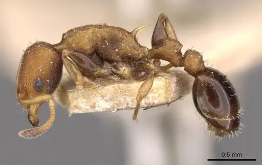 Nesomyrmex pittieri - CASENT0908997