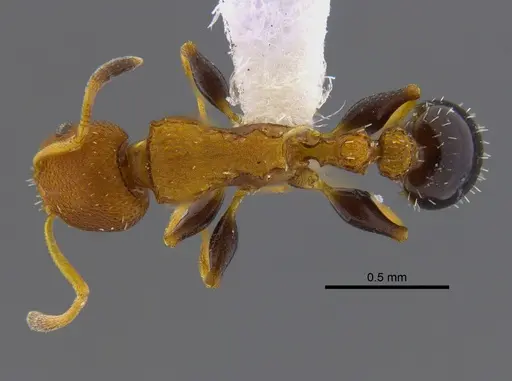 Nesomyrmex pittieri - CBUMAGENT41909