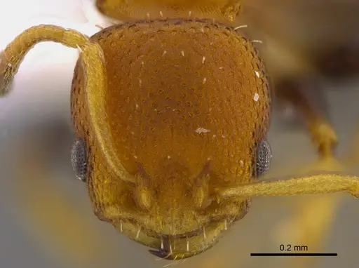 Nesomyrmex pittieri - CBUMAGENT41909