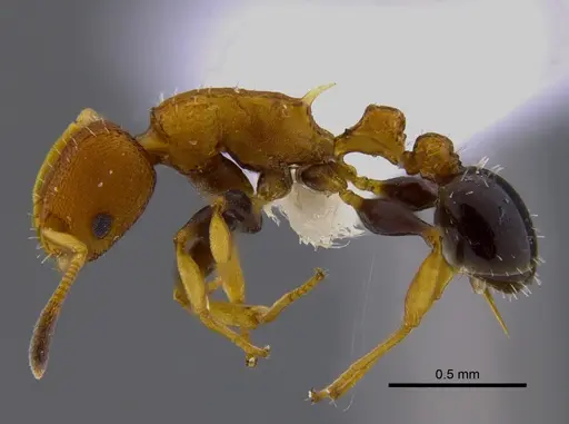Nesomyrmex pittieri - CBUMAGENT41909